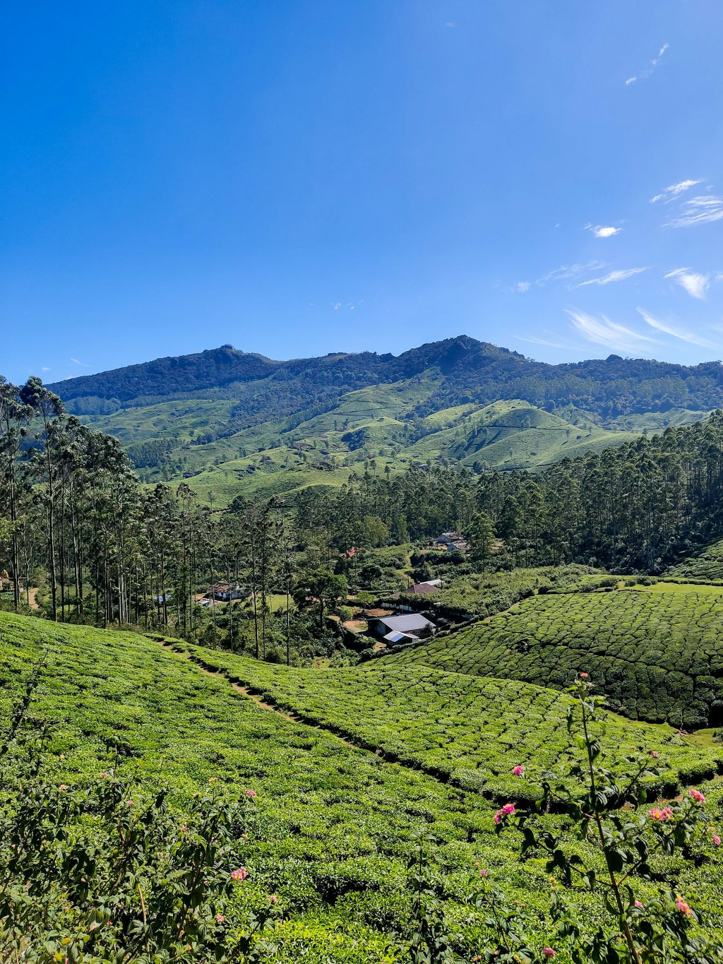 a lush green field with mountains in the background